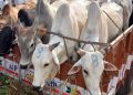 Cattle-smuggling-750x375