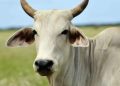 Cow-699x375