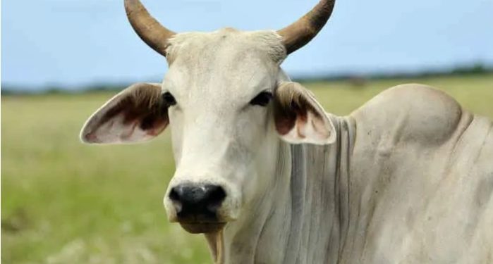 Cow-699x375