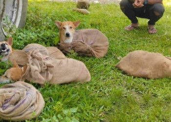 Dog-1140x570