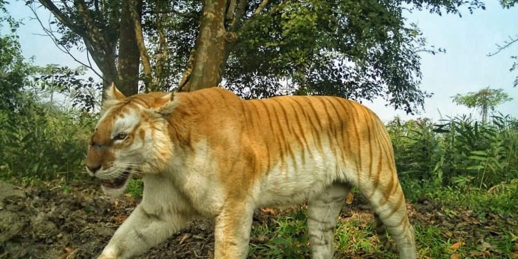 ফটো : নৰ্থ-ইষ্ট নাও