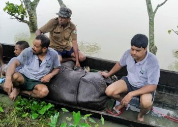 Assam floods: Rhino calf rescued in Kaziranga National Park
