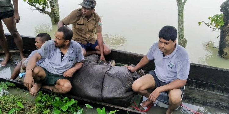 Assam floods: Rhino calf rescued in Kaziranga National Park