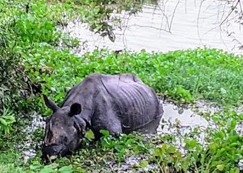 Expert team trying to rescue rhino at Kuthori near Kaziranga National Park