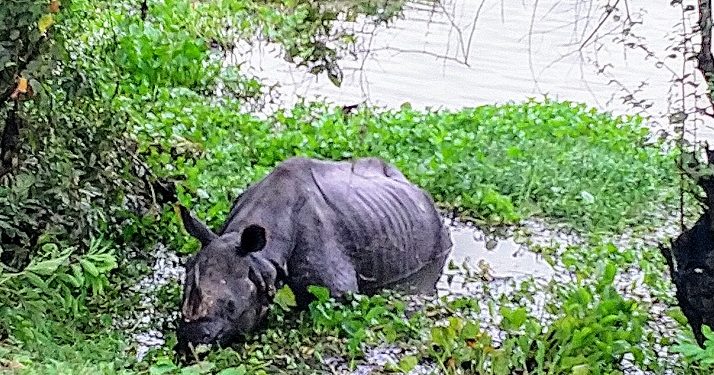 Expert team trying to rescue rhino at Kuthori near Kaziranga National Park