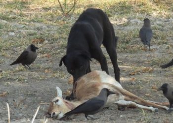 dog