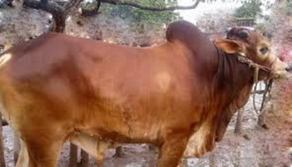 Bangladesh's "Donald Trump'' sold for Rs. 1 lakh 69 thousand