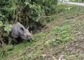 highway-rhino-1140x570