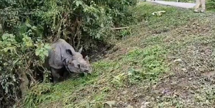 highway-rhino-1140x570