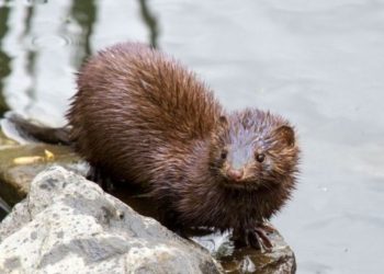 mink