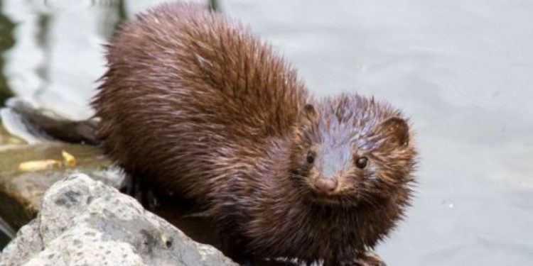 mink