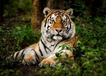 tiger