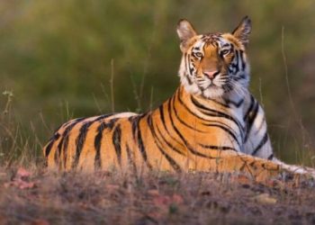 tiger-750x375