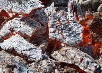 wood-ash-public-
