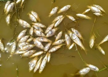 Fish death in Assam's Bokakhat