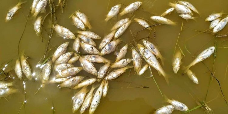 Fish death in Assam's Bokakhat
