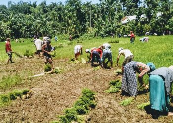 Rice seedlings distributed among flood-affected farmers in Bokakhat