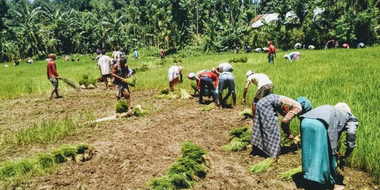 Rice seedlings distributed among flood-affected farmers in Bokakhat