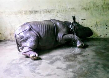 Female rhino calf rescued near Kaziranga National Park