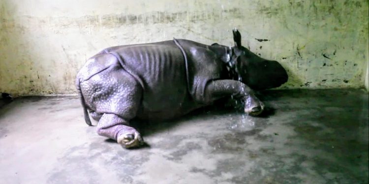 Female rhino calf rescued near Kaziranga National Park