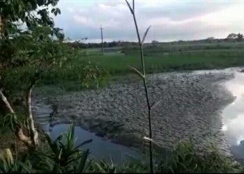 টীয়কৰ কাকজান নদীৰ ছিঙা বান্ধে নষ্ট কৰিছে বিঘাই বিঘাই কৃষিভূমি