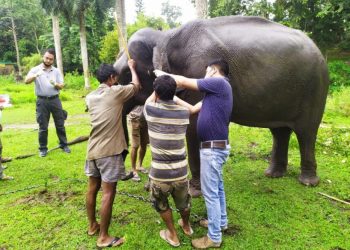 কাজিৰঙা ৰাষ্ট্ৰীয় উদ্যানৰ বিভাগীয় হাতীক জলাতংক ৰোগৰ প্ৰতিষেধক চিটা প্ৰদান