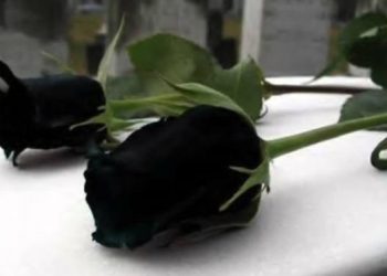black-ro
