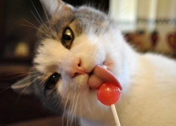 cat122