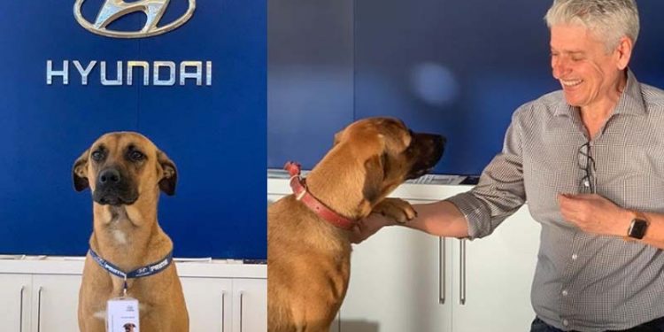 dog