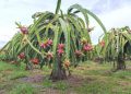 dragon-fruit
