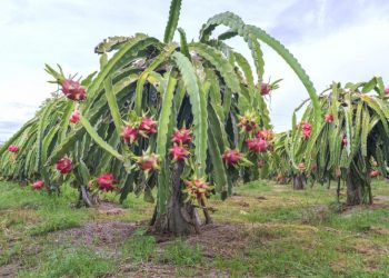 dragon-fruit