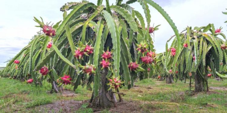 dragon-fruit
