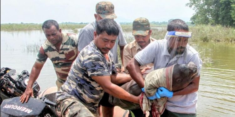 উদ্ধাৰ হোৱা গঁড়ৰ পোৱালীটো, ফটো-নৰ্থ-ইষ্ট নাও