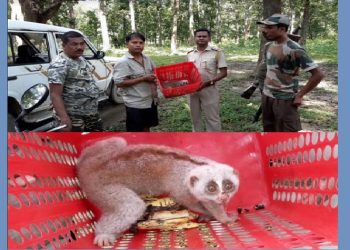 নগাঁও-কাৰ্বিআংলং সীমান্তৱৰ্তী উদমাৰি অঞ্চলত দুষ্প্ৰাপ্য লাজুকী বান্দৰ উদ্ধাৰ 