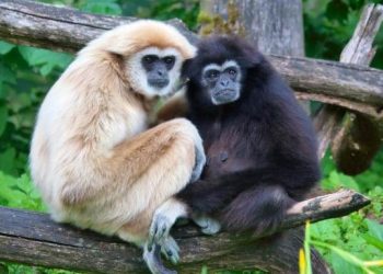 Hylobates_lar_pair_of_white_and_black_01-700x450