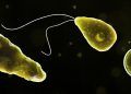 Naegleria-fowleri