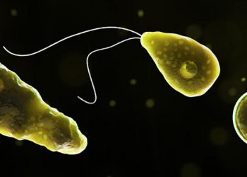 Naegleria-fowleri