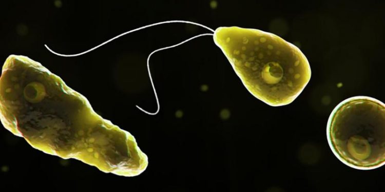 Naegleria-fowleri