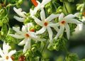 PARIJAT-