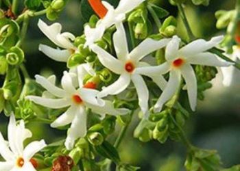 PARIJAT-