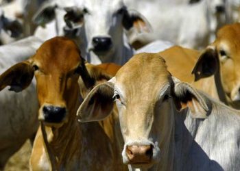 cow_web-1