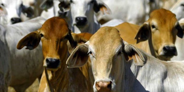 cow_web-1
