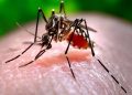 mosquito