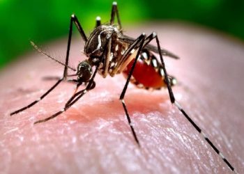 mosquito