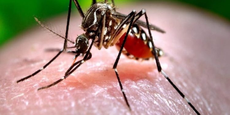 mosquito