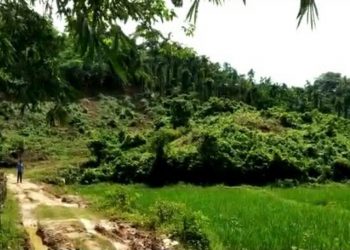 মৰিয়নীত অসমৰ ভূমিত নগাই আৰম্ভ কৰিছে বিদ্ৰোহী সংগঠনৰ শিৱিৰ স্থাপনৰ প্ৰস্তুতি