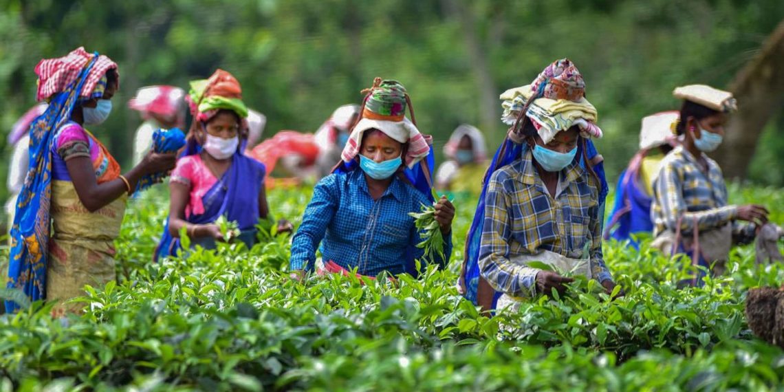 tea assam-1591103909