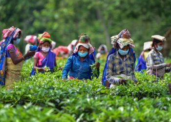 tea assam-1591103909