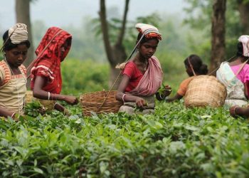 টীয়কত অসম চাহ মজদুৰ সংঘৰ তীব্ৰ প্ৰতিবাদ
