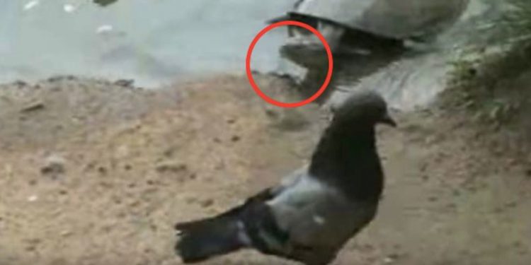 turtle